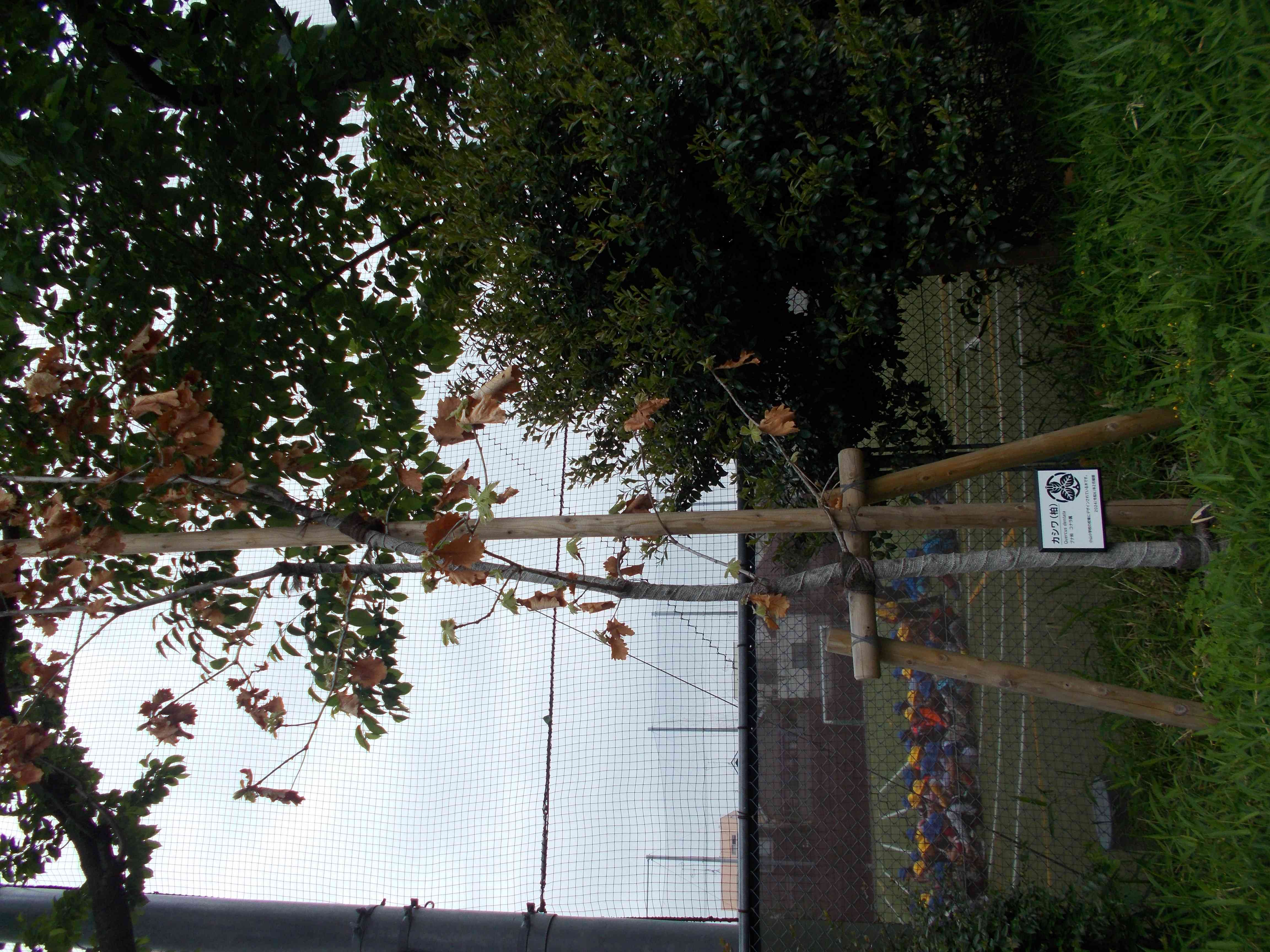 DSCN0393